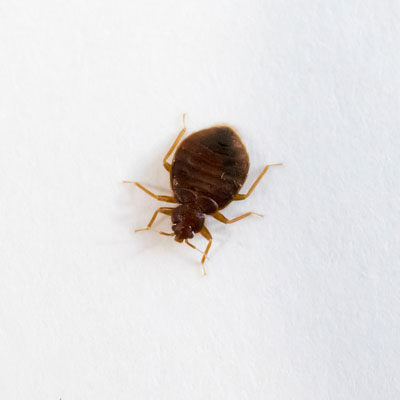 Dark Bed Bug White Wall