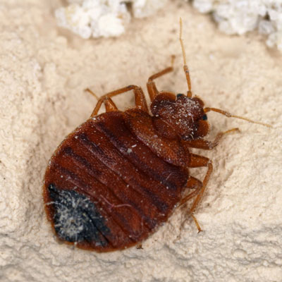Dark Brown Bed Bug in Concrete