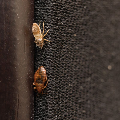 Shedding Bed Bug